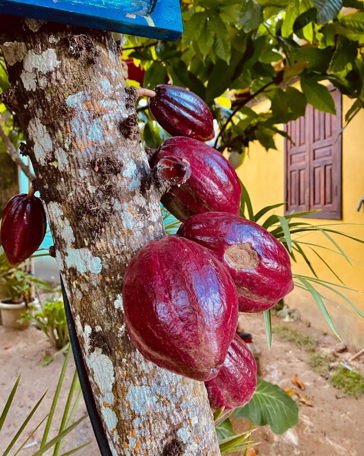 Caraiva Recanto Pousada De Ferias エクステリア 写真